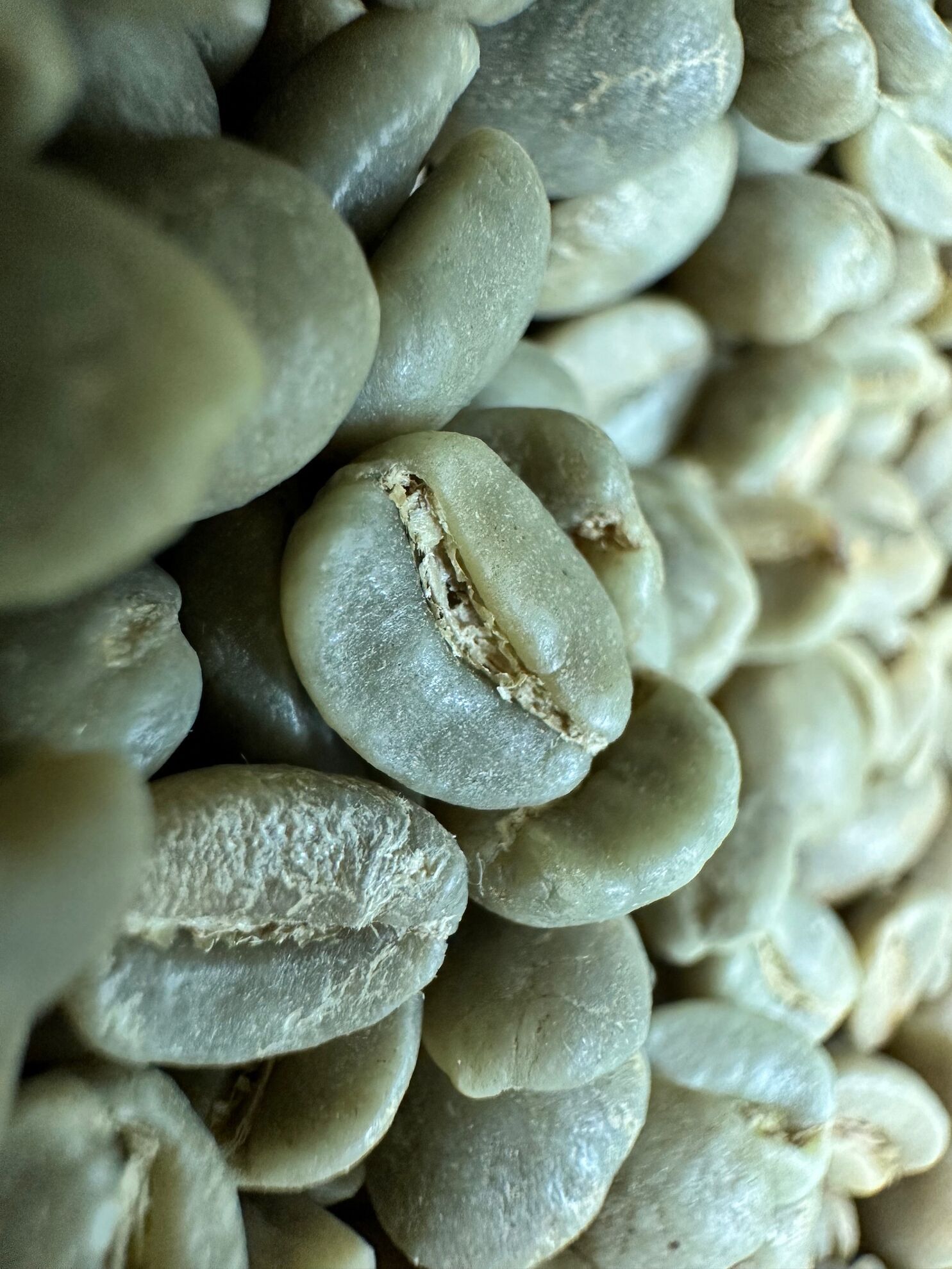 zelená káva_blue_moutain_jamajka_jamaica_kava_trobica (2)