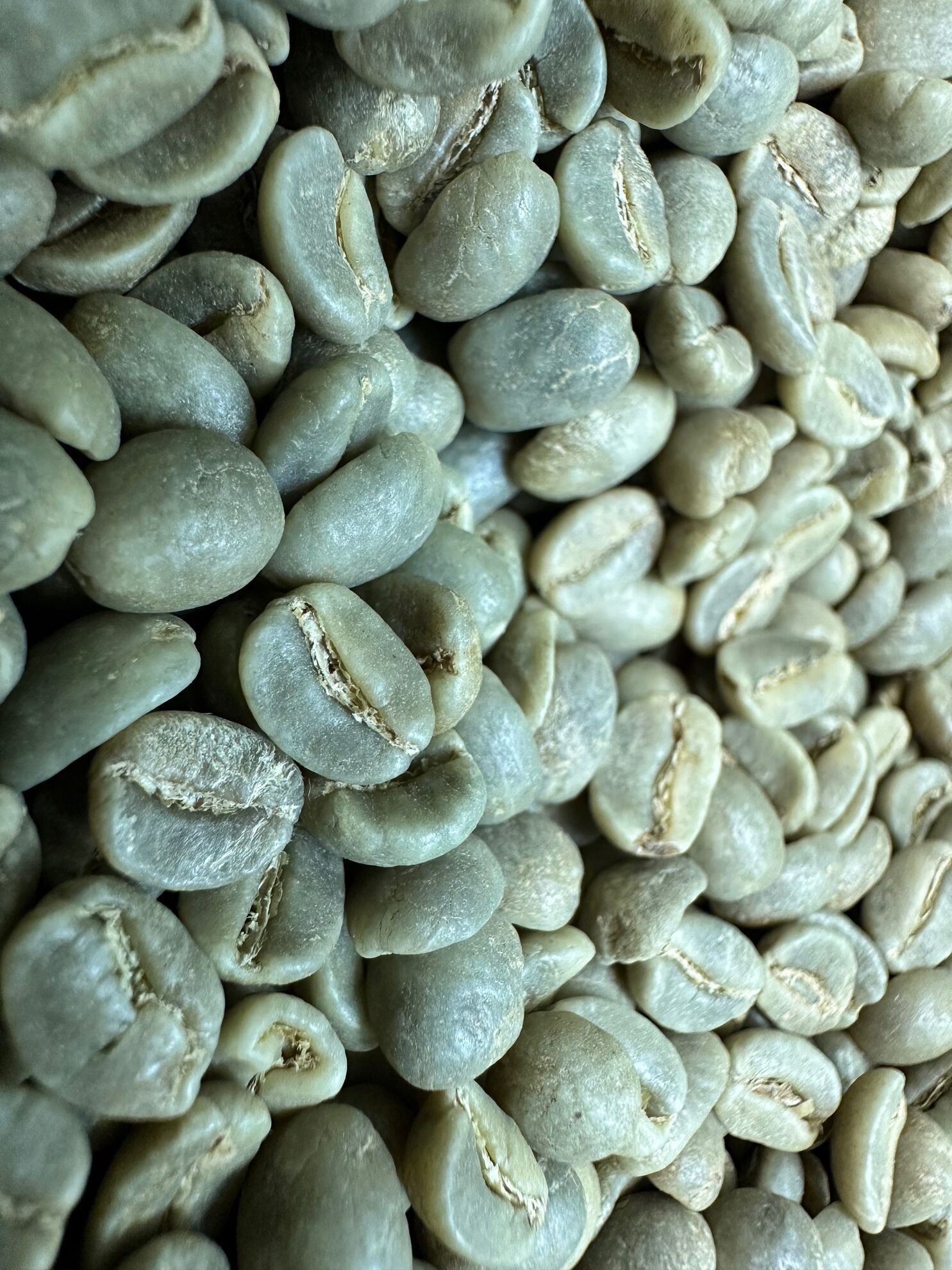 zelená káva_blue_moutain_jamajka_jamaica_kava_trobica_3